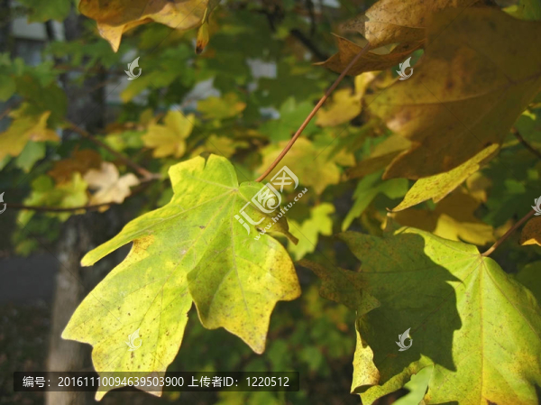 秋天樹(shù)上綠色和黃色的葉子