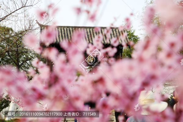 合肥植物園櫻花