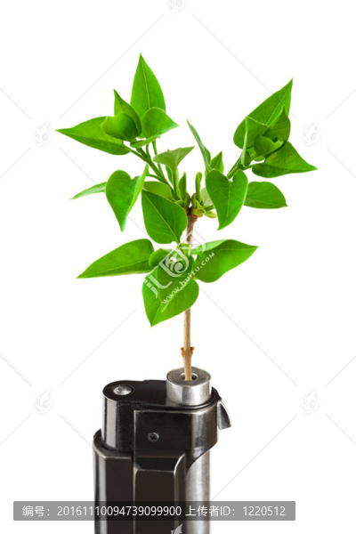 植物和槍