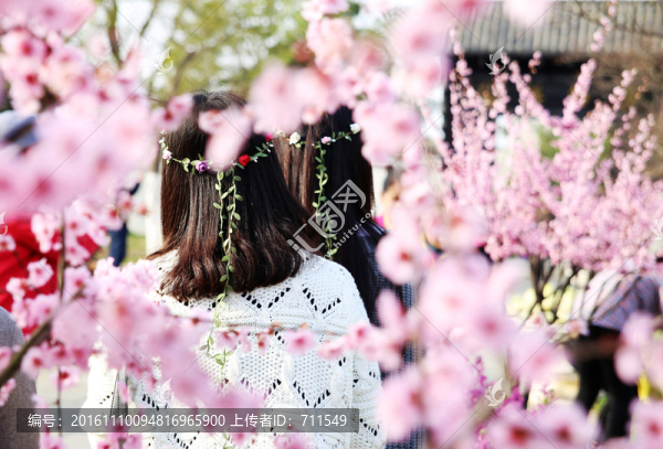 櫻花游人,賞櫻