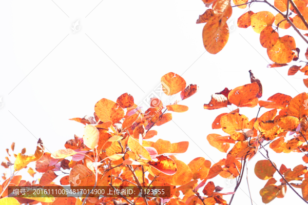 紅葉邊框