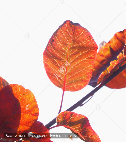 黃櫨,紅葉