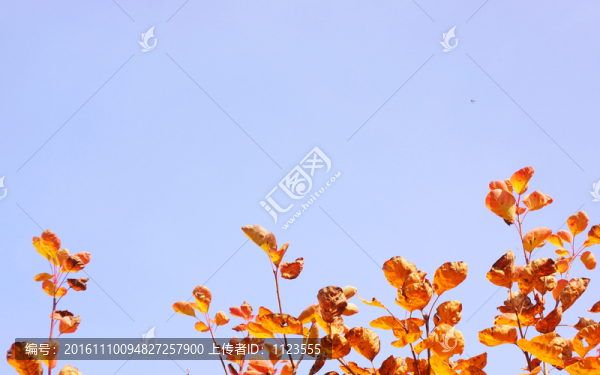 紅葉
