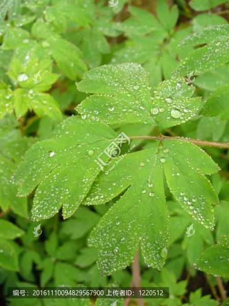 樹葉和水滴