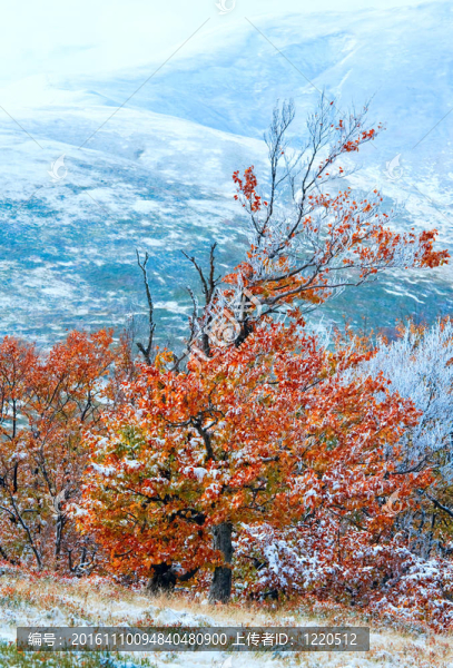 第一個冬天的雪和秋天五顏六色的樹葉在山上