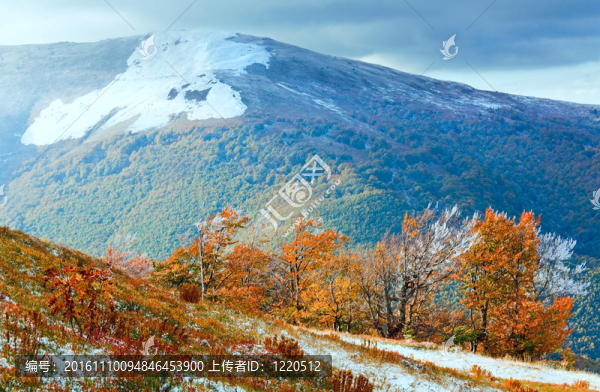 第一個冬天的雪和秋天五顏六色的樹葉在山上