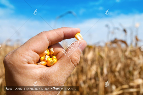 手部玉米