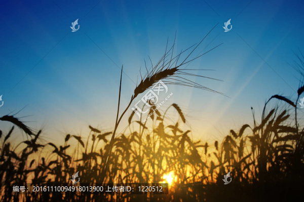 小麥的耳朵對(duì)著藍(lán)天日落
