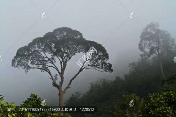 霧中的樹