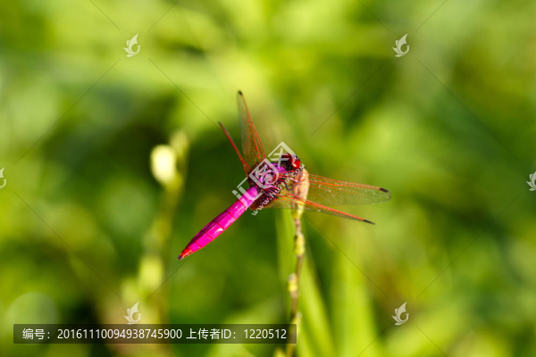 粉紅蜻蜓在草地上休息