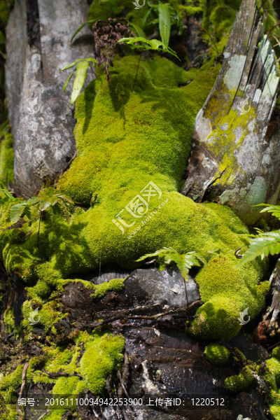 Green,Moss在棕櫚樹(shù)上的樹(shù)皮