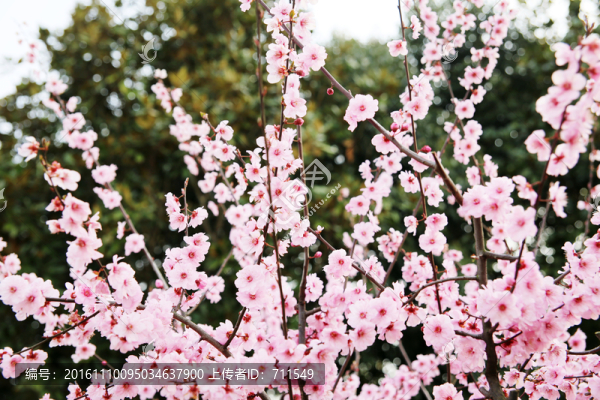 櫻花