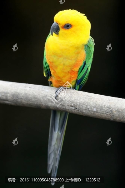 鸚鵡鳥