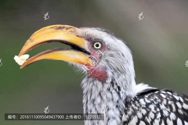食物犀鳥的鳥