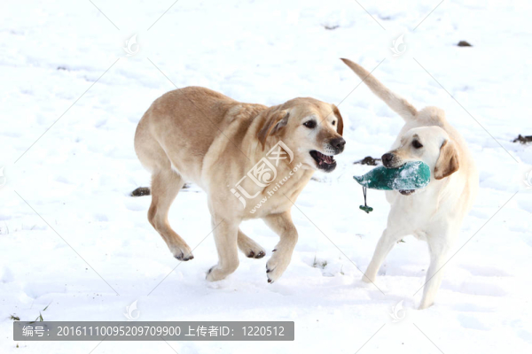 在雪中玩耍的兩拉布拉多獵犬