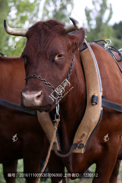 在馬車前面的公牛-匯圖網(wǎng) www.fosd68.com 在馬車前面的公牛