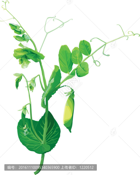 綠色的豌豆花