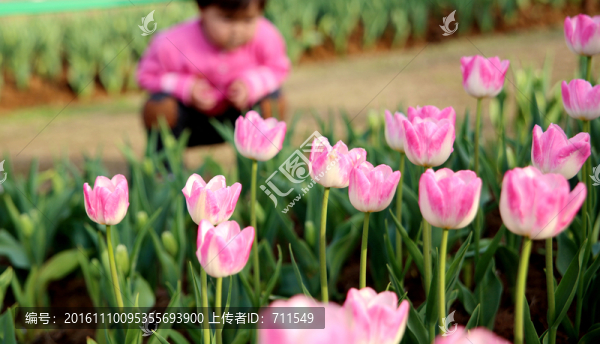 植物園郁金香