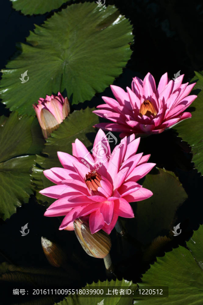 水百合