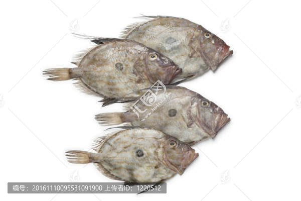 新鮮的John,Dory魚