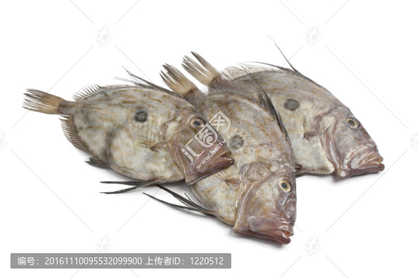 新鮮的John,Dory魚