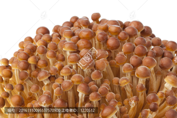 金色的金針菇