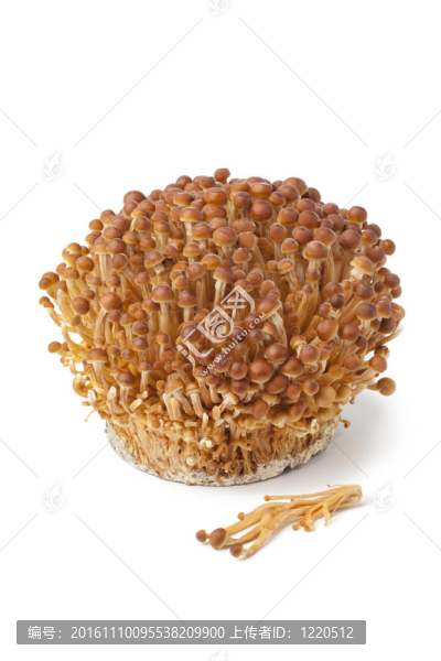 金色的金針菇-匯圖網(wǎng) www.fosd68.com 金色的金針菇