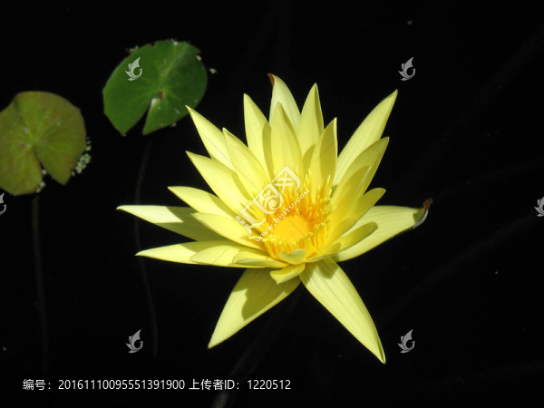 水百合