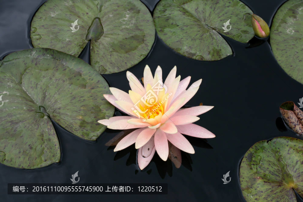 水百合
