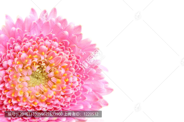粉紅花的特寫