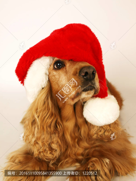 棕色的可卡犬與紅色的圣誕帽2