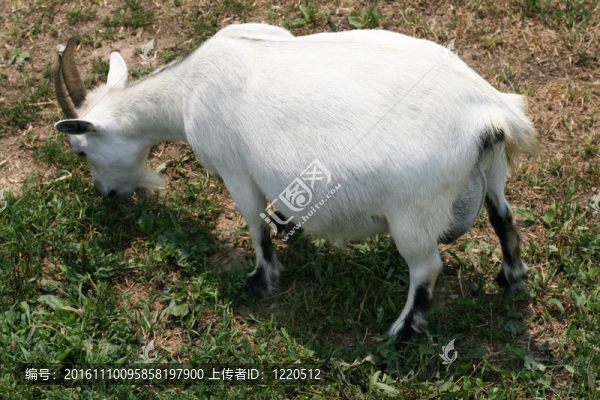 山羊