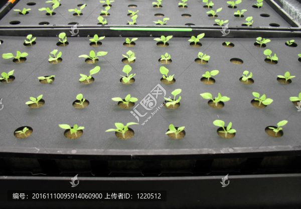 溫室植物