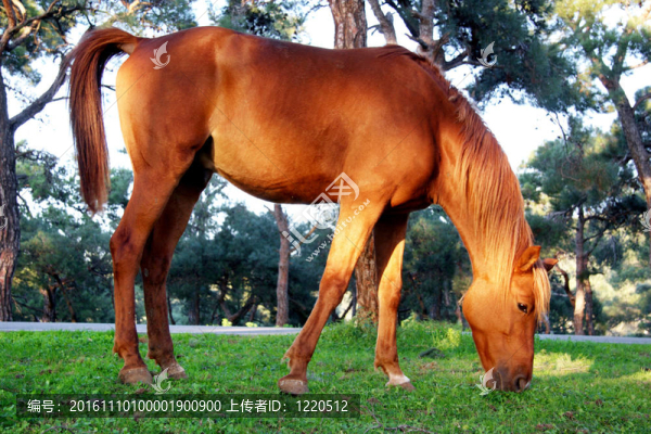 馬吃草