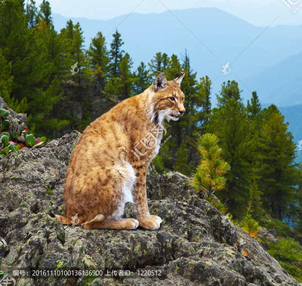 在荒野地區(qū)猞猁