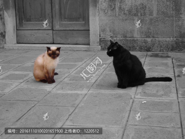 貓