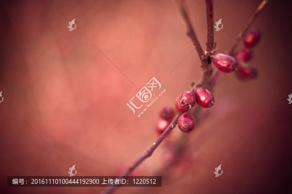 秋天的背景