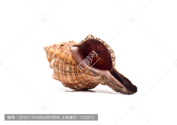 貝殼
