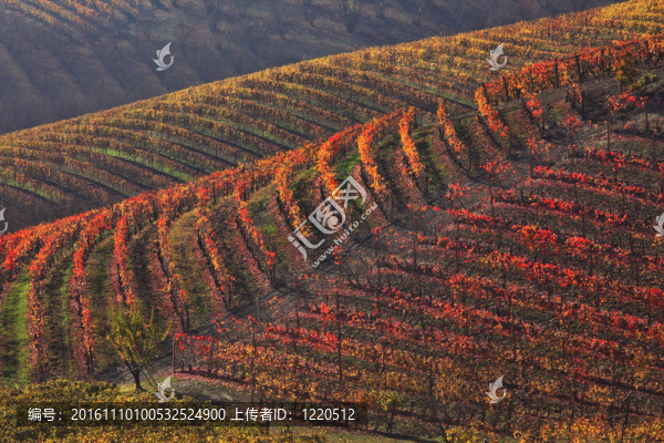 五彩葡萄園的秋天。Piedmont；意大利北部。