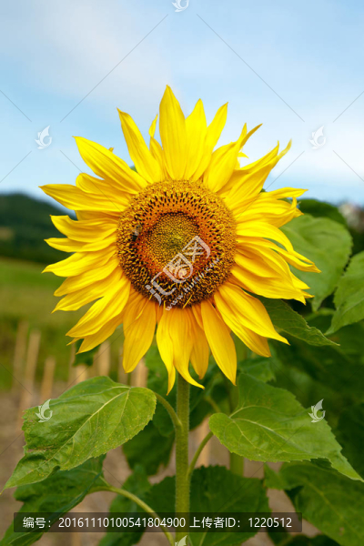 田野里的向日葵