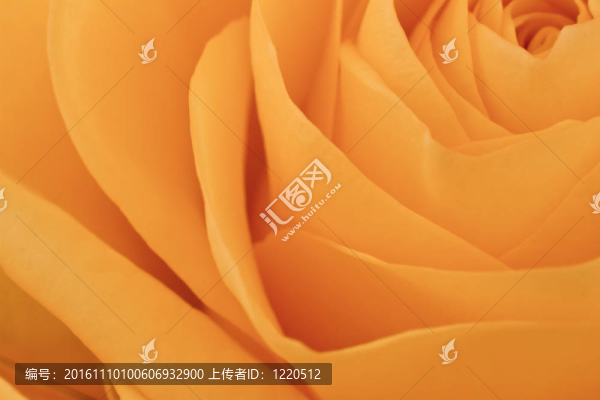 橙玫瑰的宏