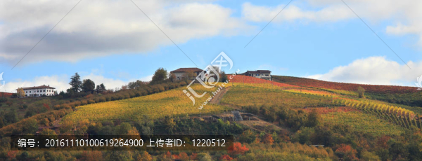 秋天的葡萄園。Piedmont；意大利北部。
