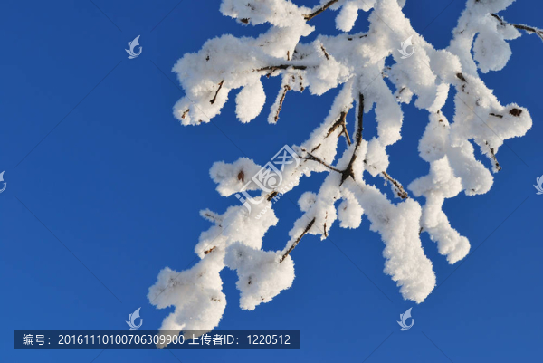 美麗的白雪覆蓋的樹枝