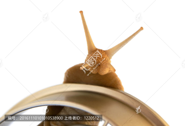 食用蝸牛