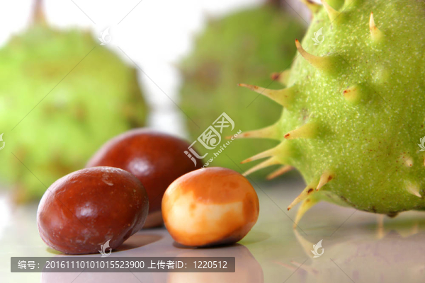 成熟的栗子