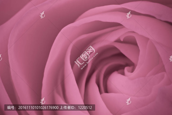 粉紅玫瑰的宏