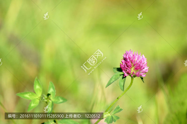 三葉草的花