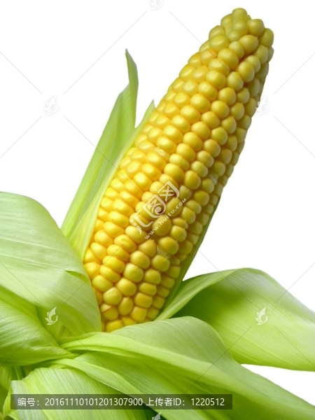 玉米