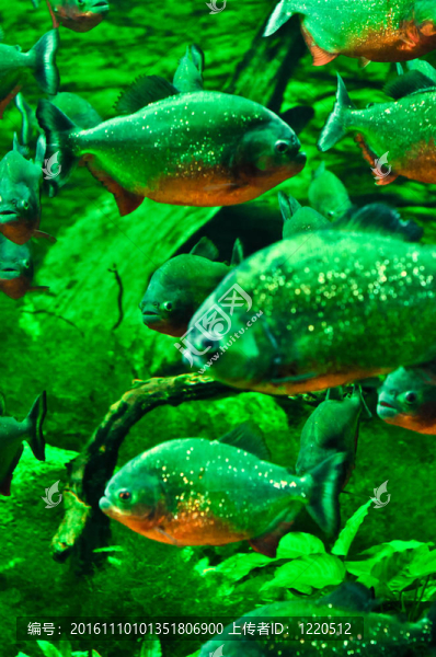 布達(dá)佩斯水族館里的魚
