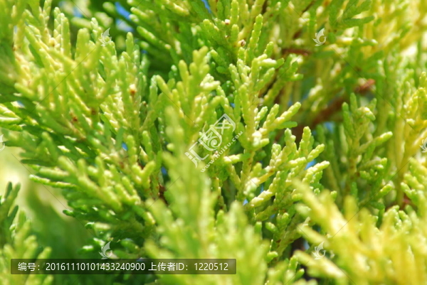 綠枝植物紋理-自然背景特寫